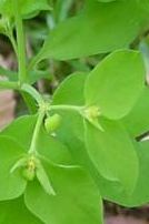 petty spurge (Euphorbia peplus)